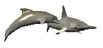 dolphin